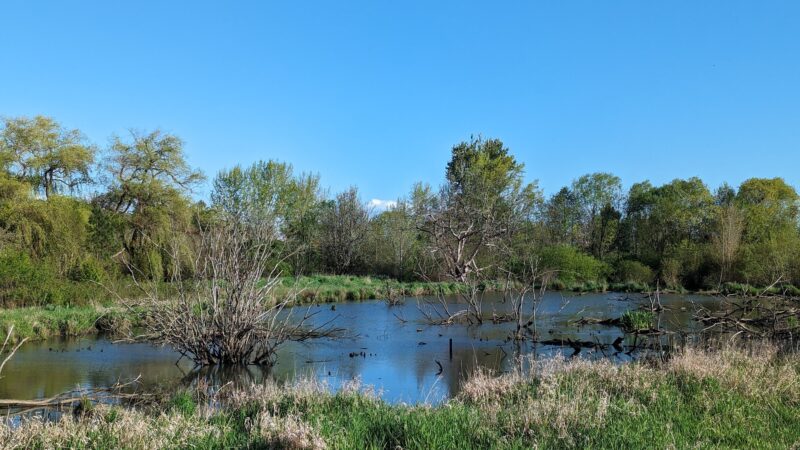 Greenway Park - Beaverton, OR