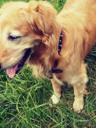 Winkelman Dog Park - Beaverton, OR