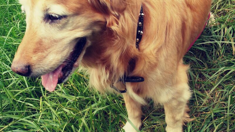 Winkelman Dog Park - Beaverton, OR