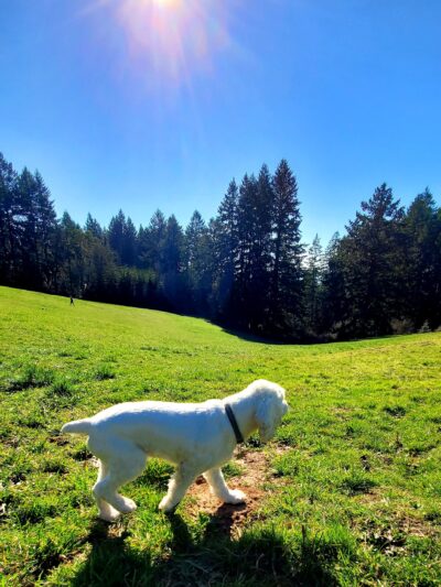 Winkelman Dog Park - Beaverton, OR