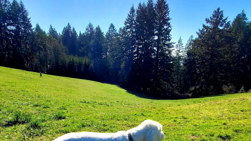 Winkelman Dog Park - Beaverton, OR