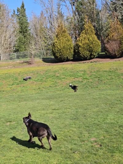 Winkelman Dog Park - Beaverton, OR