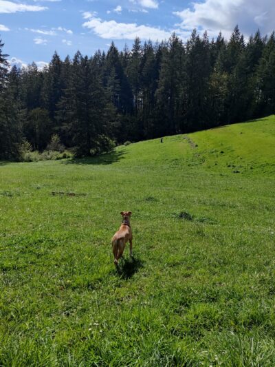 Winkelman Dog Park - Beaverton, OR