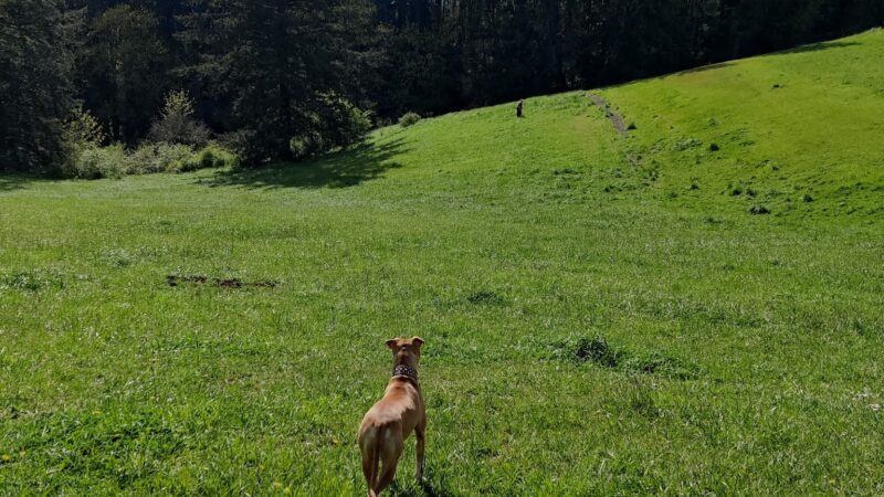 Winkelman Dog Park - Beaverton, OR