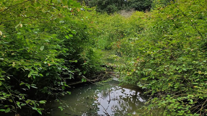 Brookhaven Park - Beaverton, OR