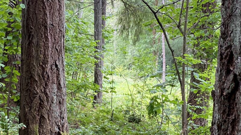 Brookhaven Park - Beaverton, OR