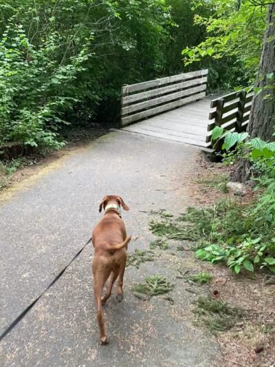 Brookhaven Park - Beaverton, OR