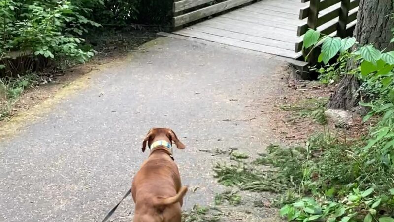 Brookhaven Park - Beaverton, OR