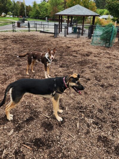 Dog Park - Beaverton, OR
