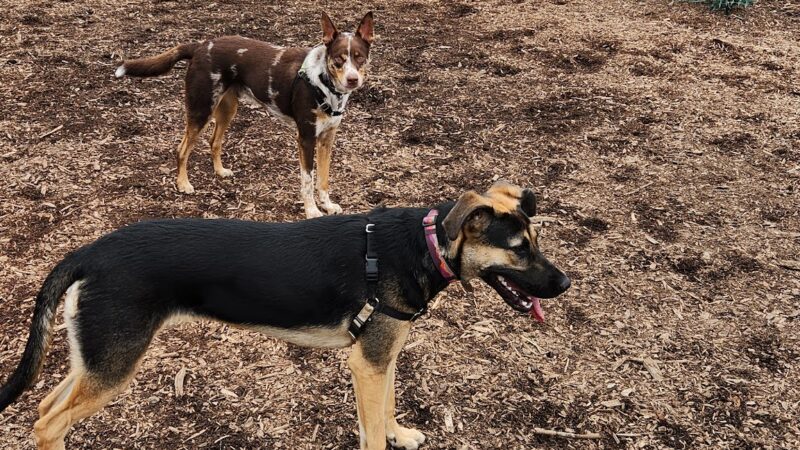 Dog Park - Beaverton, OR