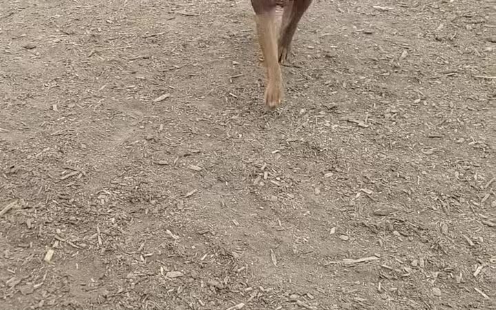 Dog Park - Beaverton, OR