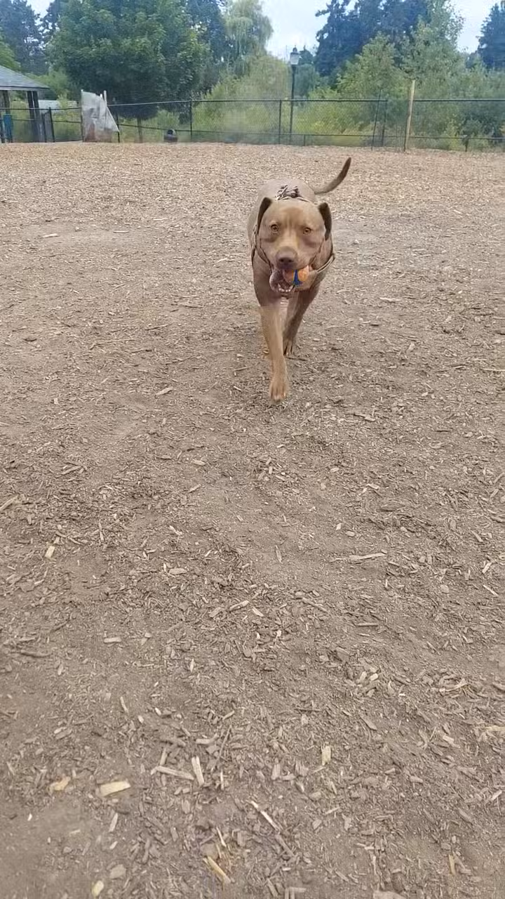 Dog Park - Beaverton, OR