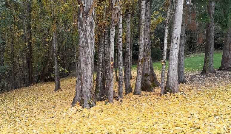 Foege Park - Beaverton, OR
