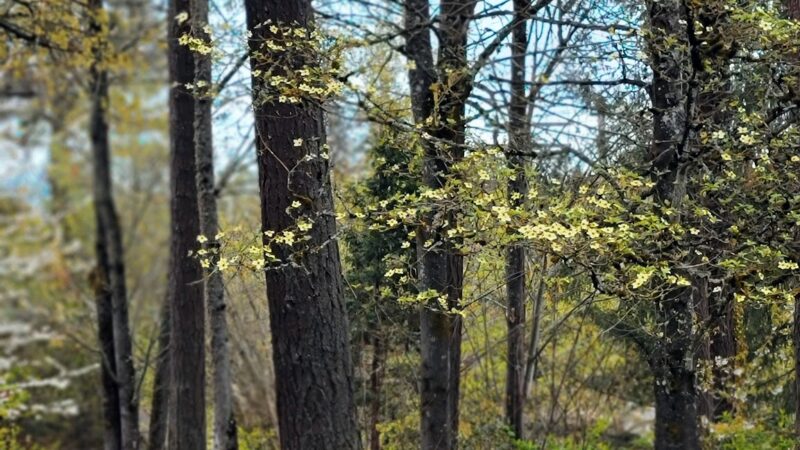Foege Park - Beaverton, OR