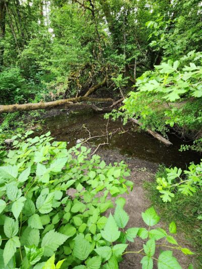McMillan Park - Beaverton, OR