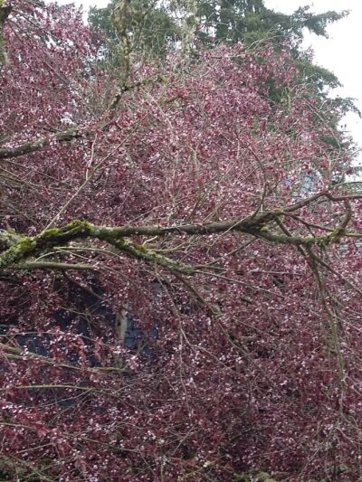 Meadow Waye Park - Beaverton, OR
