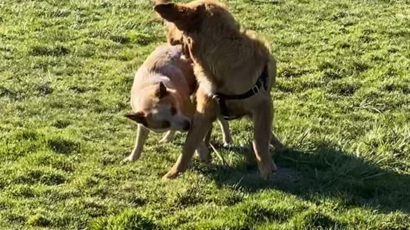Steeplechase Park - Beaverton, OR