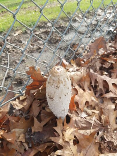 Wanda L. Peck Memorial Park - Beaverton, OR