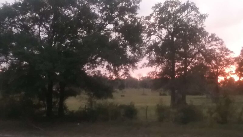 Roadside Picnic Area - Bedias, TX