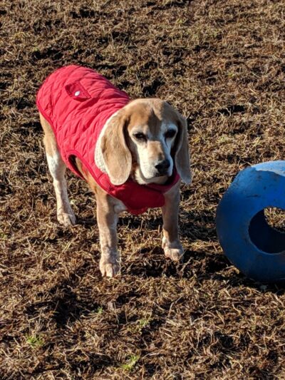 Burnt Mills Park - Bedminster, NJ