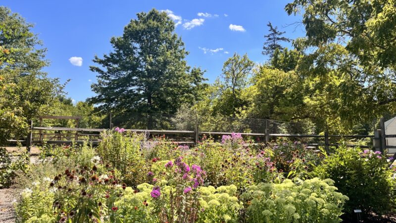Fairview Farm Wildlife Preserve - Bedminster, NJ