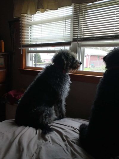 Brooke County Animal Shelter - Beech Bottom, WV