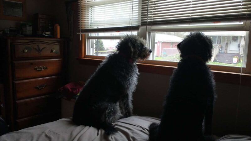 Brooke County Animal Shelter - Beech Bottom, WV