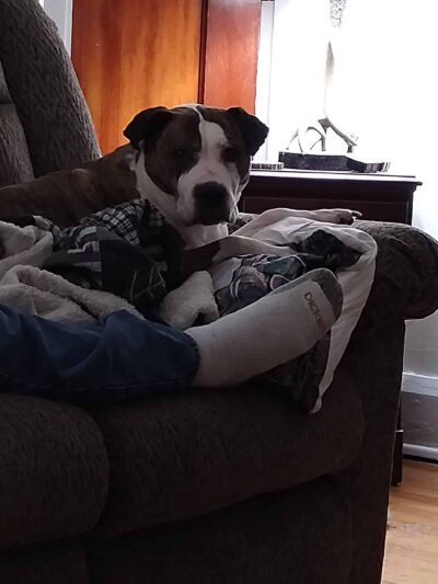 Brooke County Animal Shelter - Beech Bottom, WV