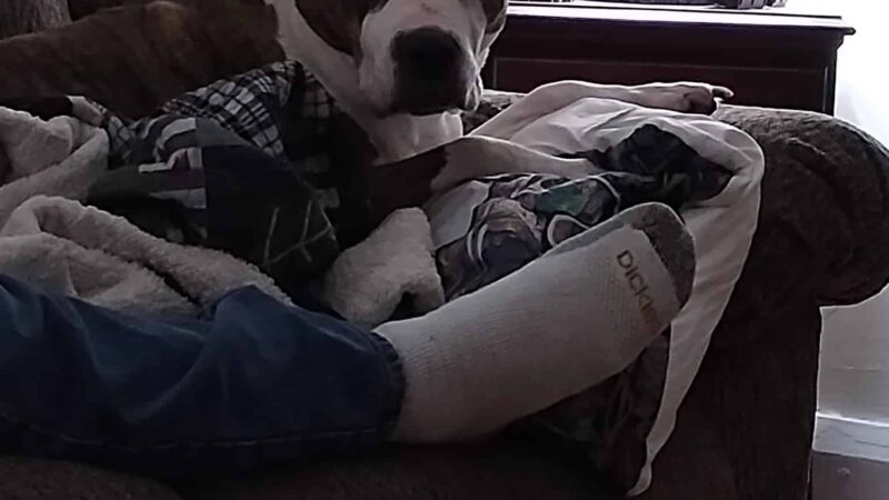 Brooke County Animal Shelter - Beech Bottom, WV