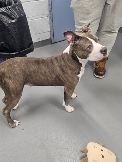 Brooke County Animal Shelter - Beech Bottom, WV