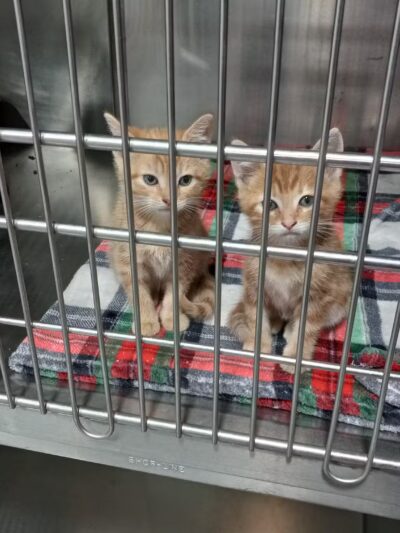 Brooke County Animal Shelter - Beech Bottom, WV