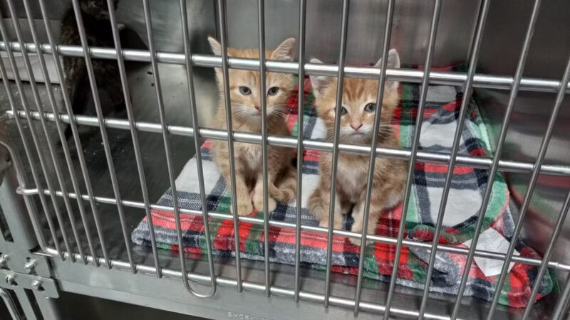 Brooke County Animal Shelter - Beech Bottom, WV