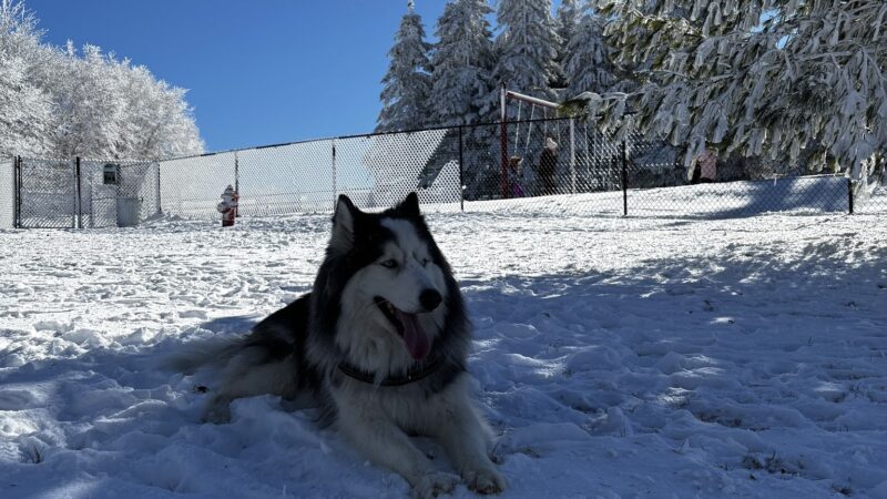 Beech Mountain Dog Park - Beech Mountain, NC