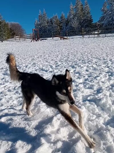 Beech Mountain Dog Park - Beech Mountain, NC