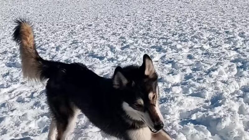 Beech Mountain Dog Park - Beech Mountain, NC