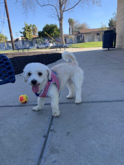 Julia Russ Asmus Park - Bell Gardens, CA