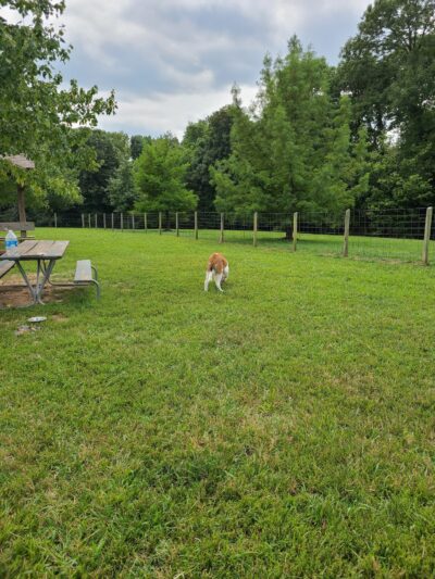 Shiloh Dog Park - Belleville, IL