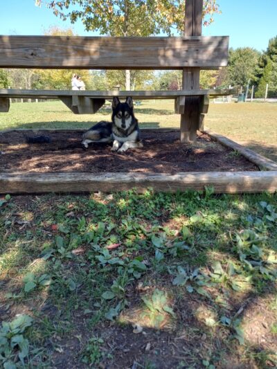 Shiloh Dog Park - Belleville, IL