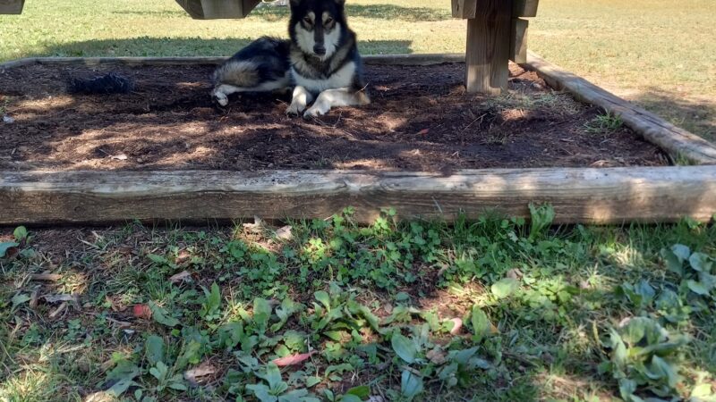 Shiloh Dog Park - Belleville, IL