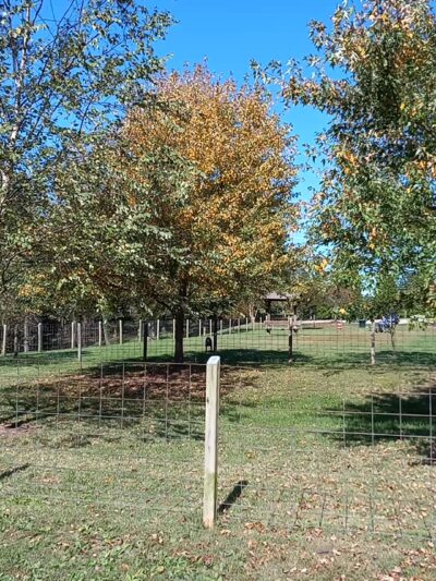 Shiloh Dog Park - Belleville, IL