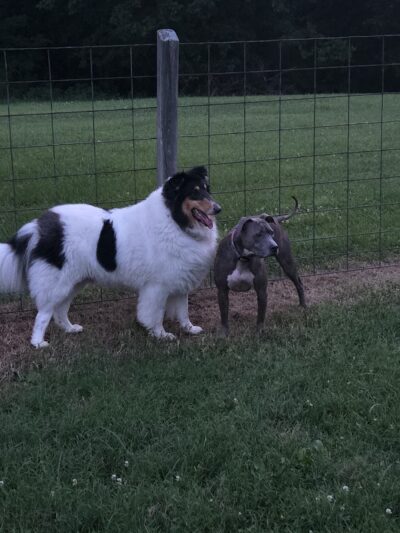 Shiloh Dog Park - Belleville, IL