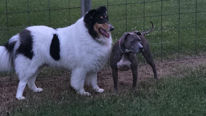 Shiloh Dog Park - Belleville, IL