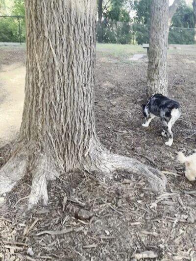 Heritage Park Dog Park - Belton, TX