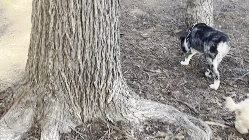 Heritage Park Dog Park - Belton, TX