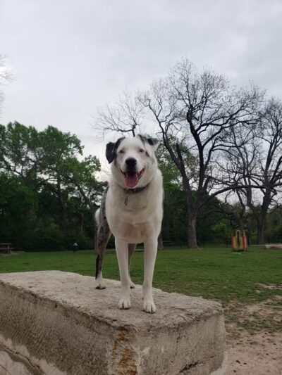 Heritage Park Dog Park - Belton, TX