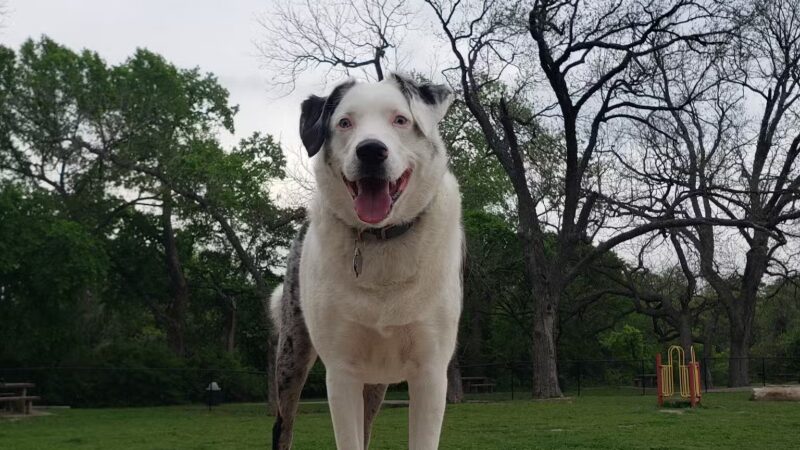 Heritage Park Dog Park - Belton, TX