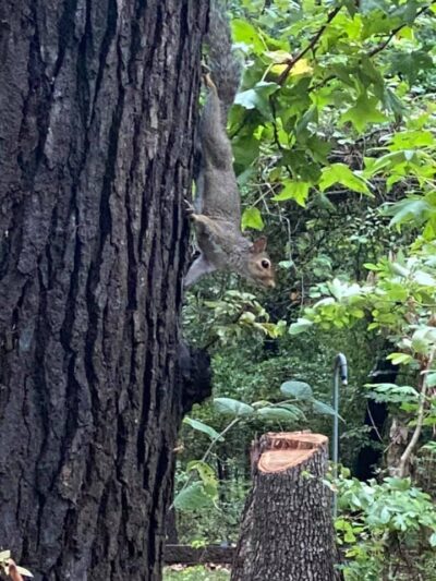 The Reserve RV Park - Ben Wheeler, TX