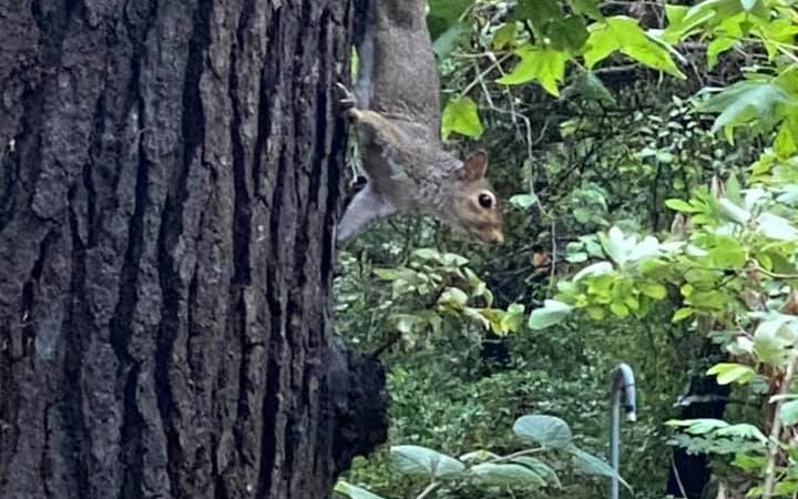 The Reserve RV Park - Ben Wheeler, TX