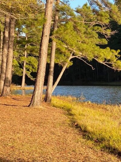 The Reserve RV Park - Ben Wheeler, TX