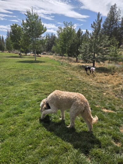 Discovery Park Dog Park - Bend, OR